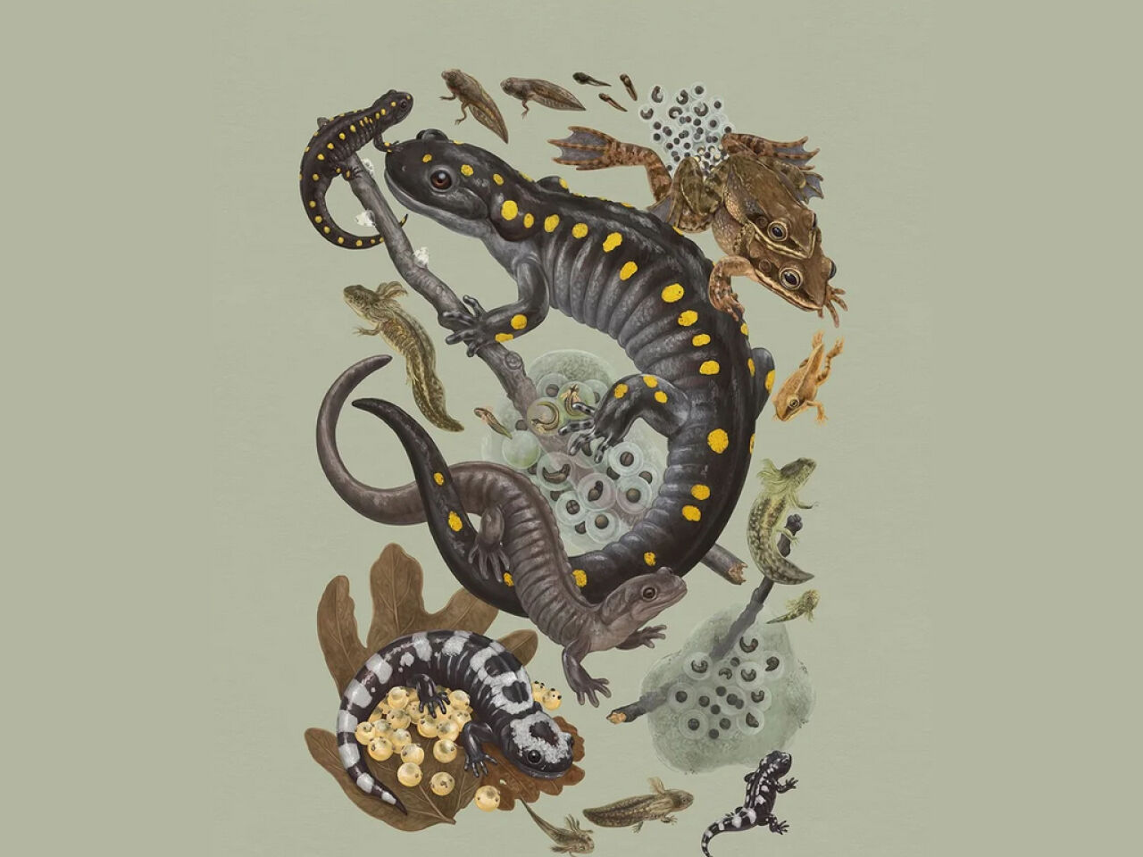 Annual Amphibian Amble Enters Week Two