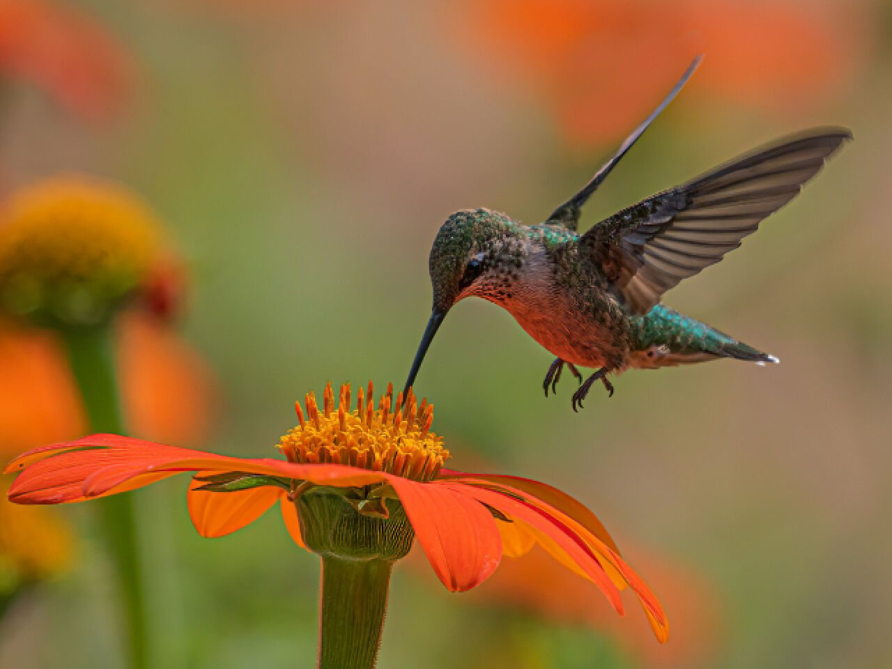 Free Spirit