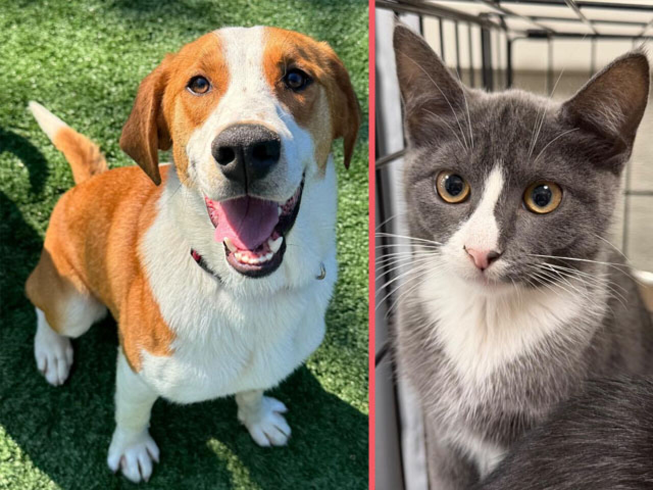 Adopt-A-Pet