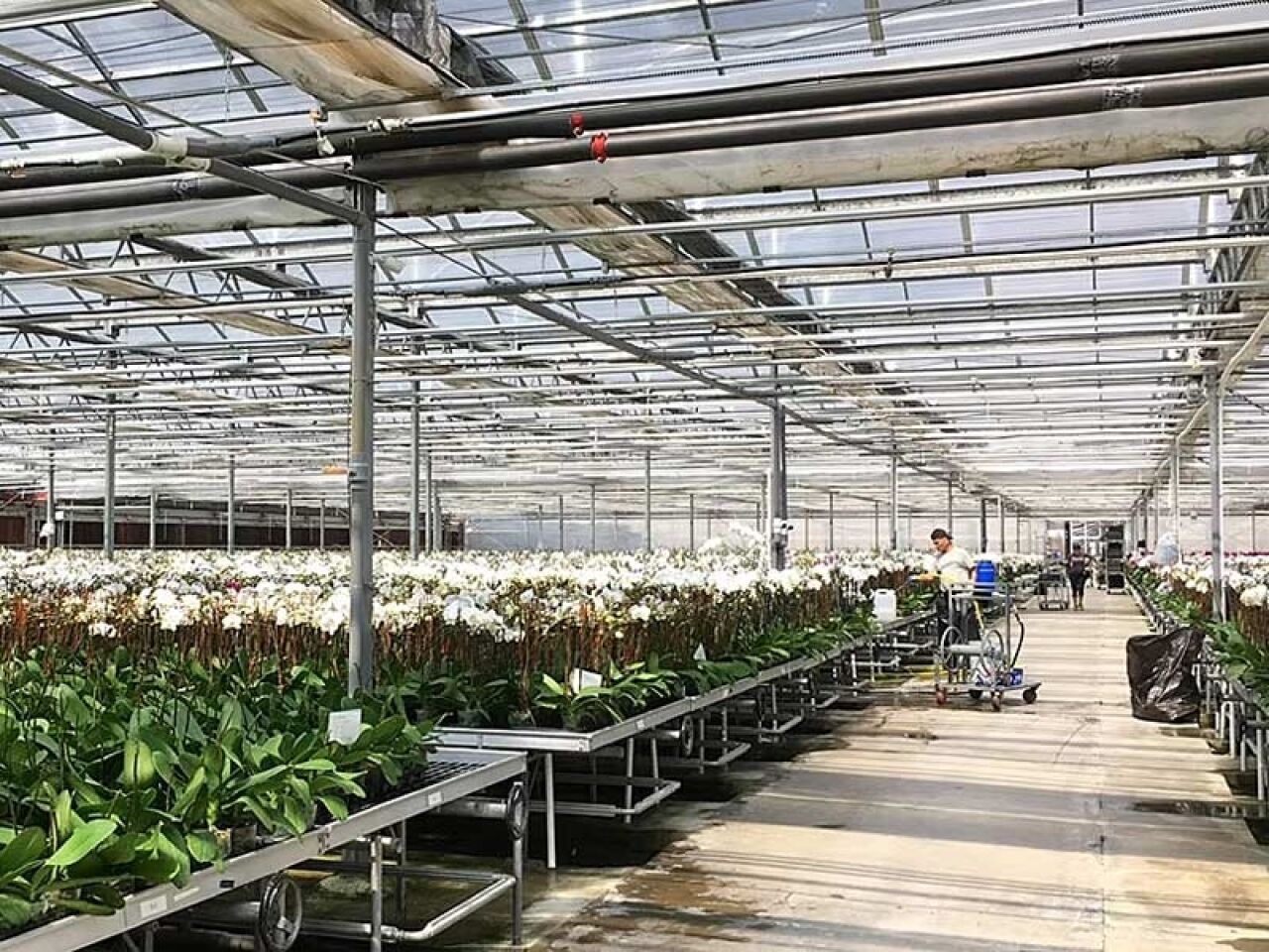 Orchid Greenhouse Expansion, Subdivisions: One Approved, One in the Pipeline