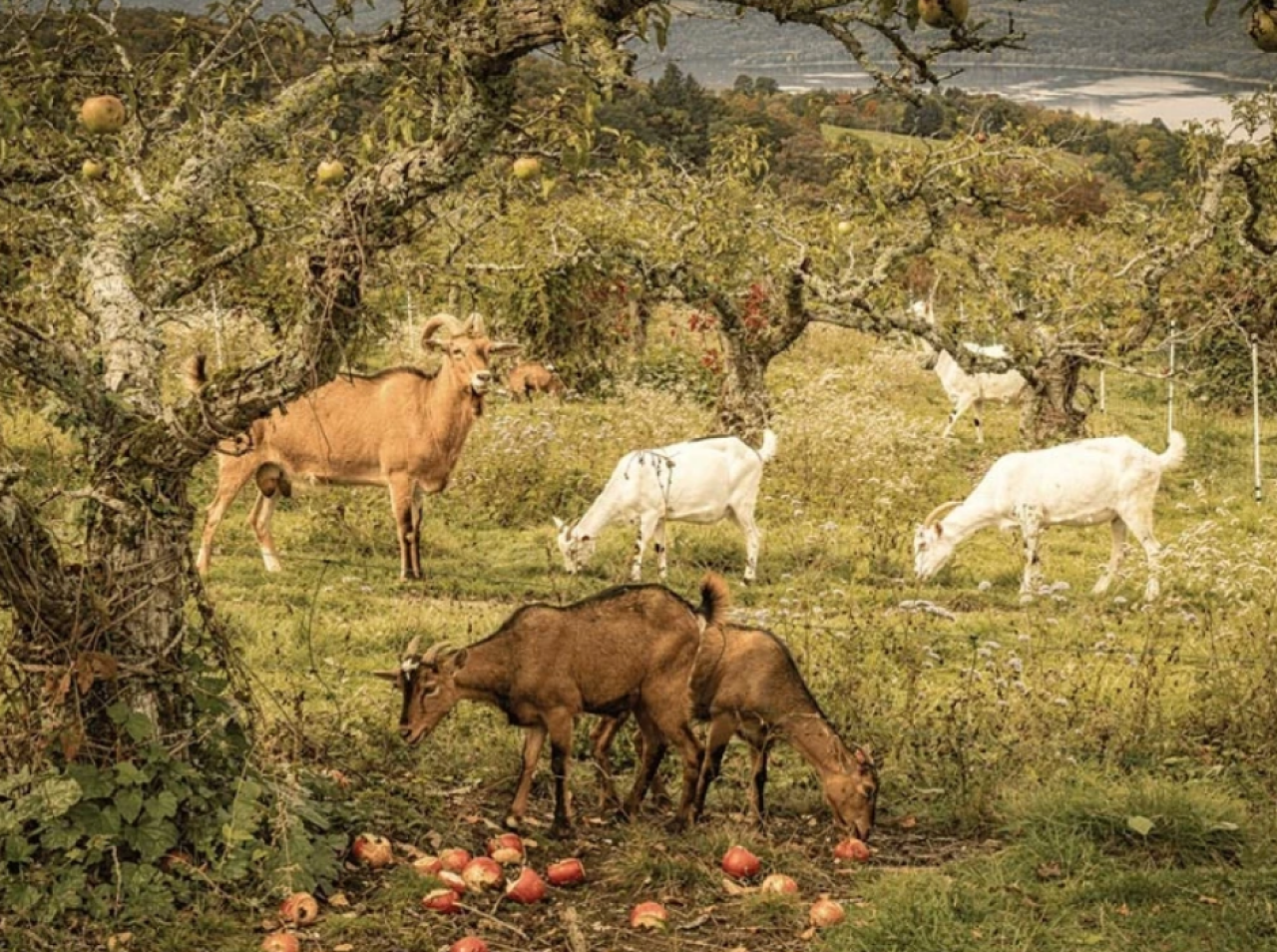 Goats At Work: Nature’s Answer to Tough Terrain