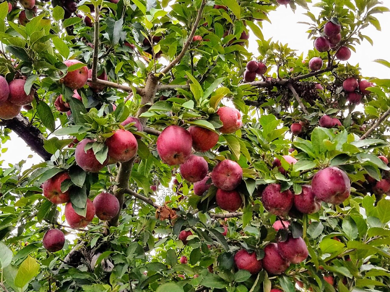County 'Mini-Summit' Focuses on Farms