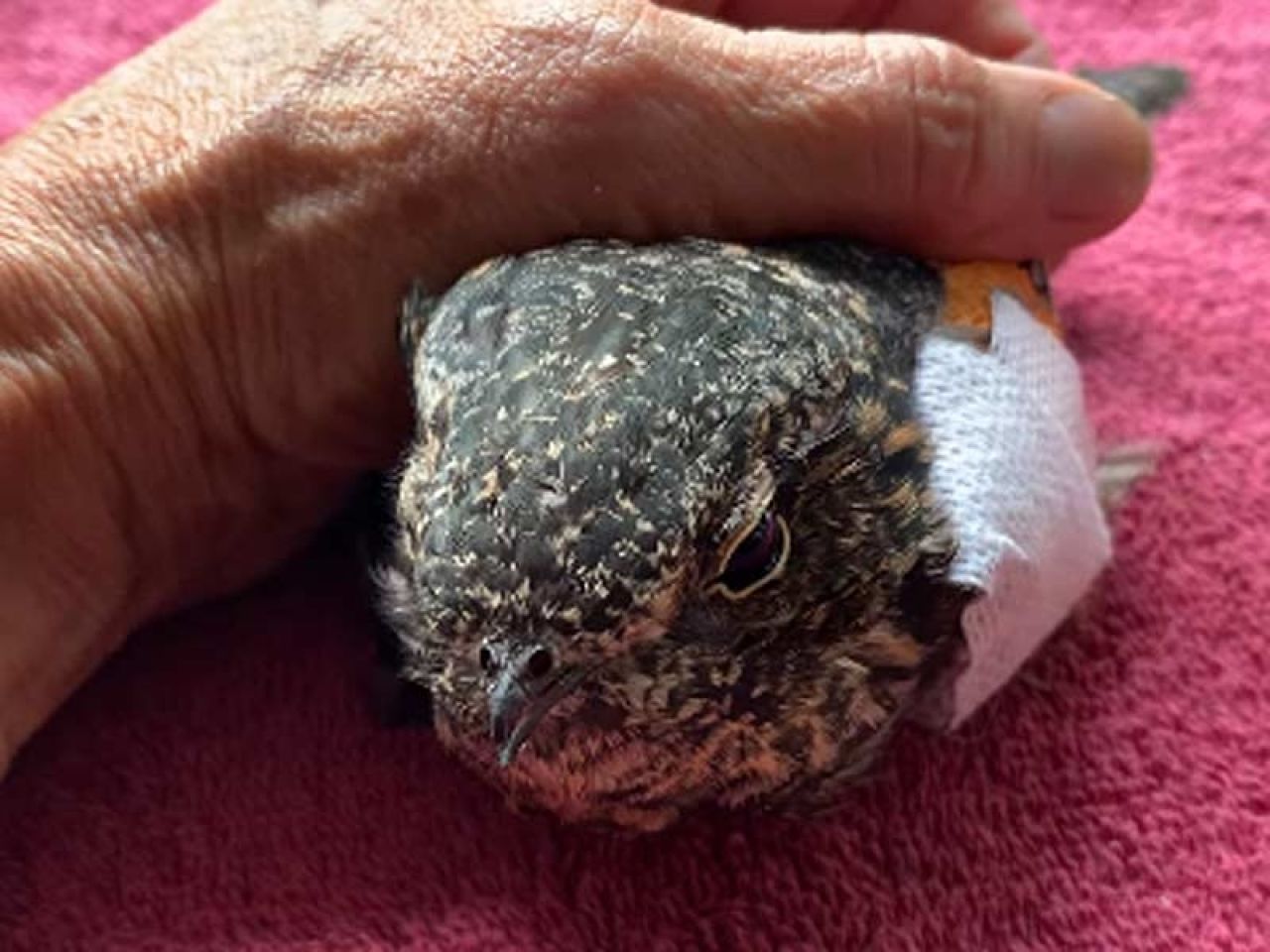 A Few Words About Wildlife Rehabilitators