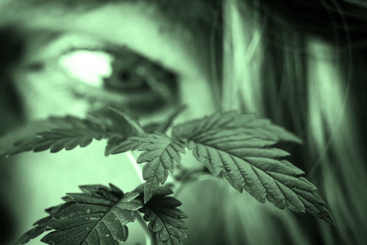 City Cannabis Panel's Wednesday Meeting Switches to Online