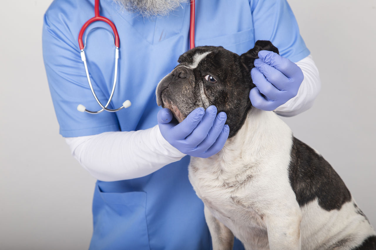 UCSPCA Sets Pet Wellness Clinic