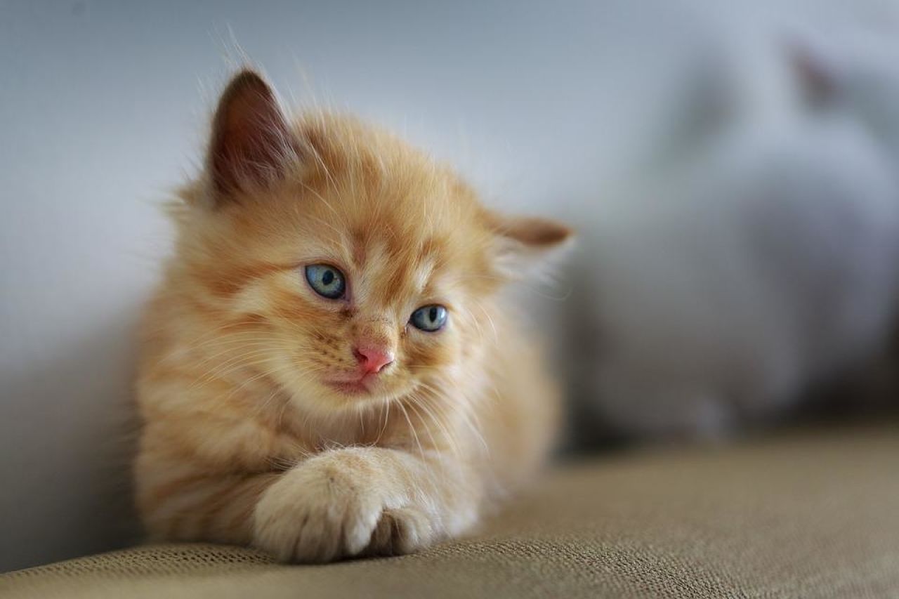 UCSPCA at PetSmart Saturday for National Adoption Weekend