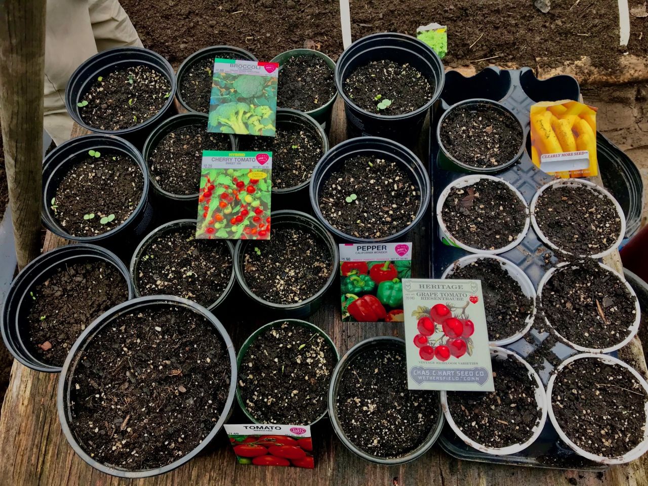 Master Gardener Seed Swap Coming Up in Kingston