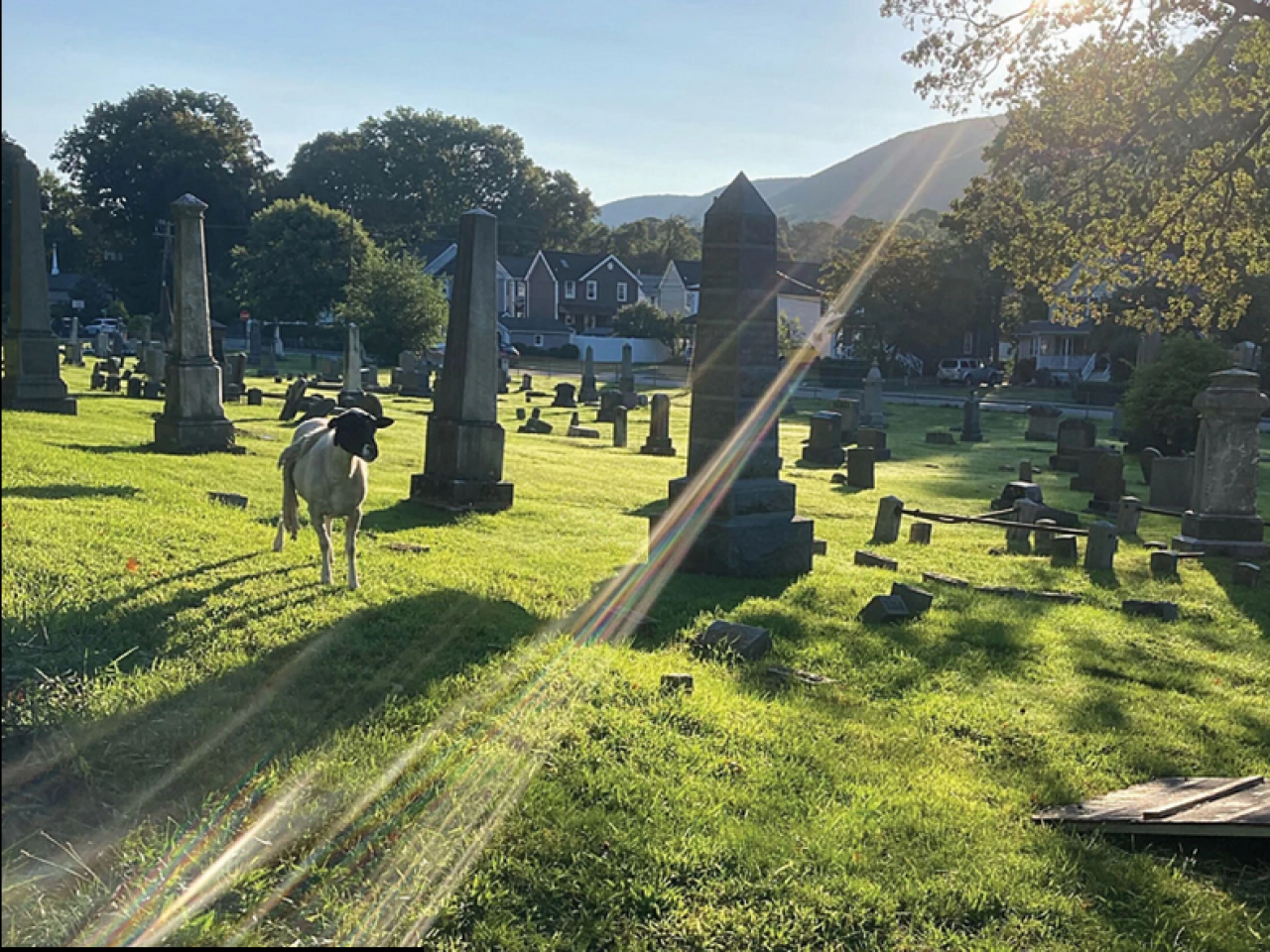 Operation Oracle: A Successful Sheep Rescue
