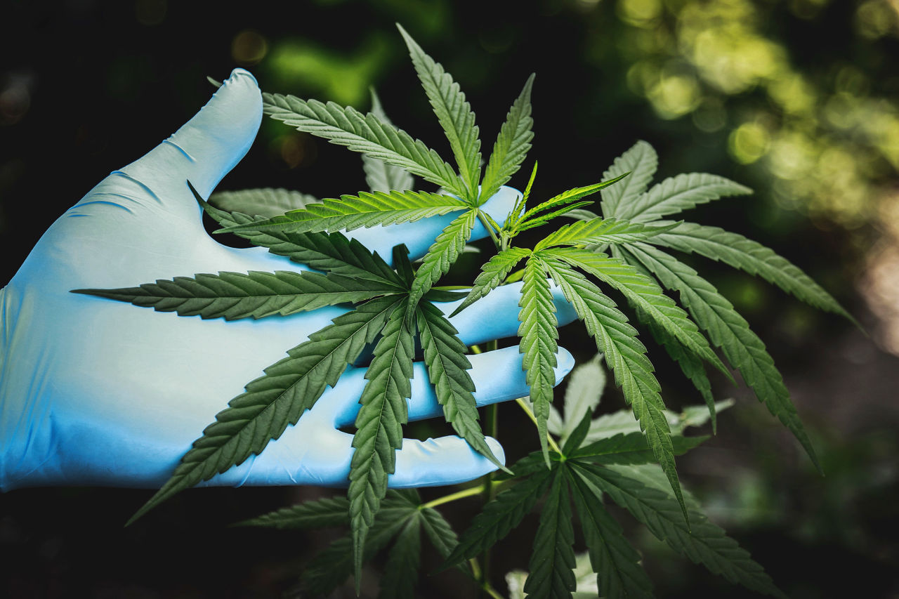 New Cannabis Rules Open Market to 'Big Weed'