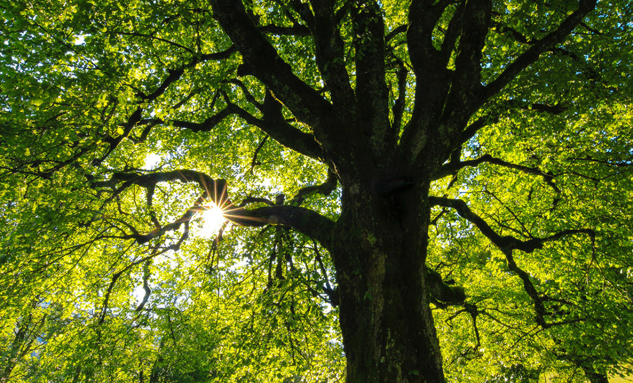 Friend to the Trees: $500K of Federal Money to Fund 'Urban Forester'