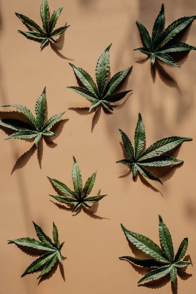 Kingston BURNS - Cannabis Showcase and Celebration