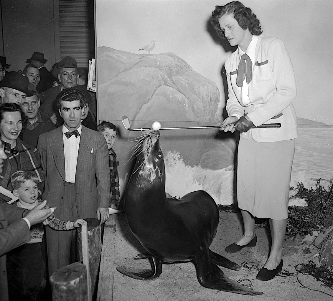 Remembering Sharkey, Kingston's Superstar Sea Lion