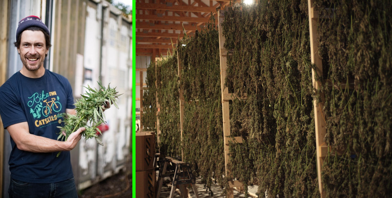 Cannabis Farmers Face Tough Times