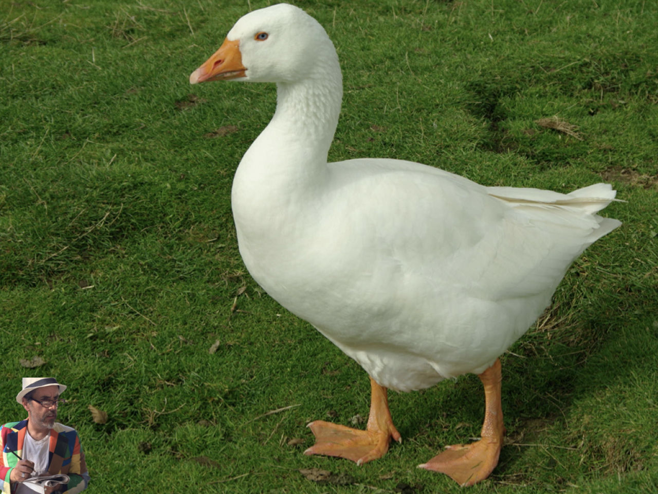 Upstate Living: A Holiday Reflection or How I Hate-Ate a Goose