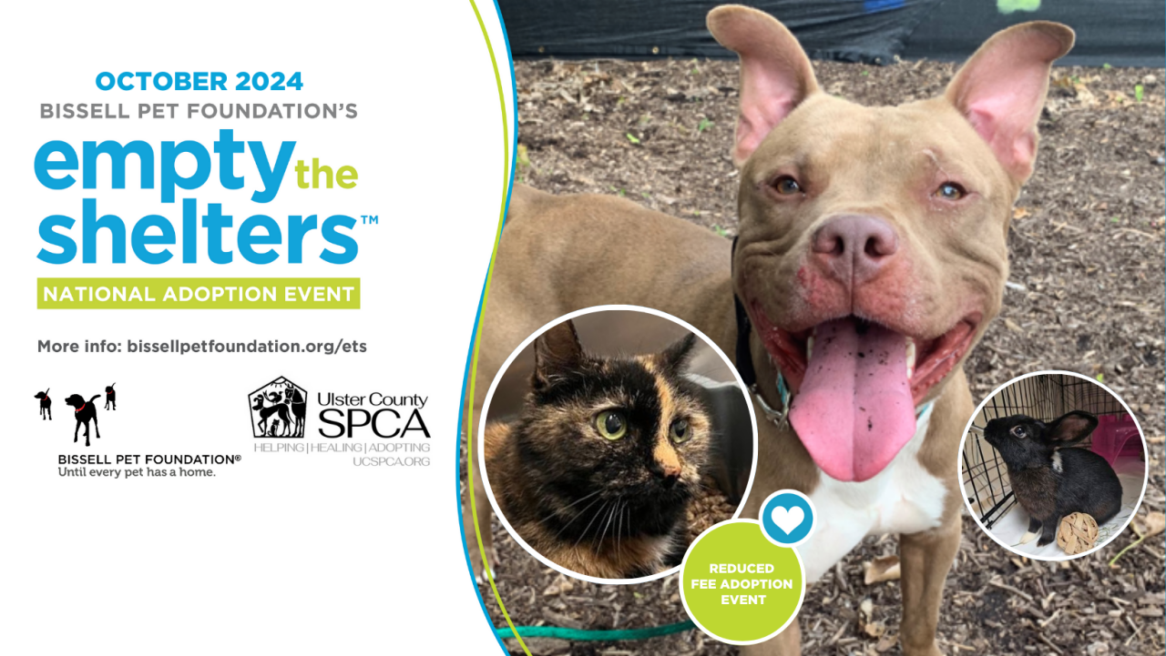 Empty the Shelters event